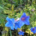 Lithodora diffusa P19